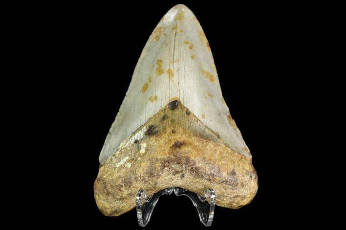 Fossil Megalodon Tooth - North Carolina #109015